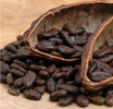 cacao